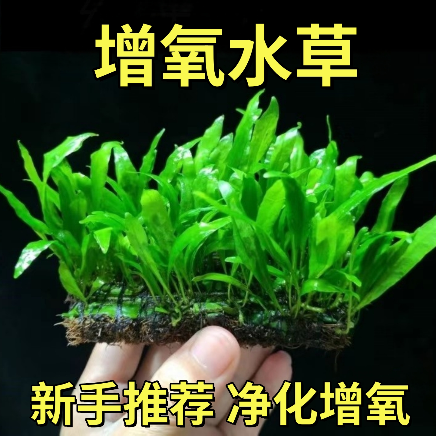 细叶铁皇冠水草鱼缸沉木石头造景新手水草阴性好养活皇冠草