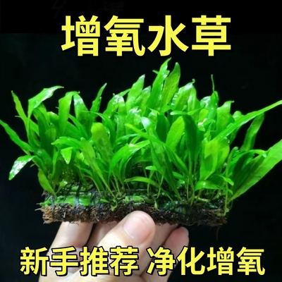 细叶铁皇冠水草鱼缸沉木石头造景新手水草阴性好养活皇冠草