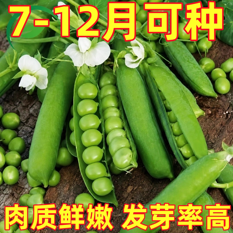 甜脆豌豆种子高产大荚青水果豌豆种子秋冬季耐寒农田四季播蔬菜籽