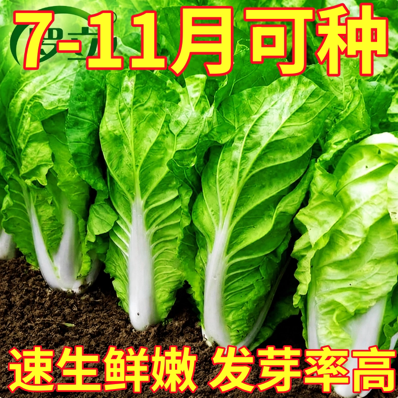 四季快菜种子毛白菜小白菜籽耐热耐寒脆甜阳台盆栽菜籽种大全四季