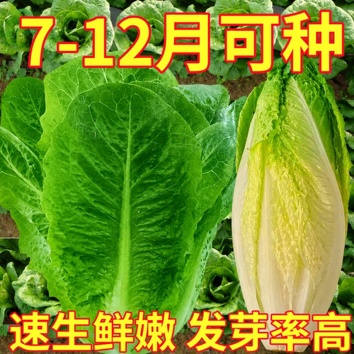 罗马直立生菜种籽包心生菜种子籽孔雀菜散叶耐热春秋四季蔬菜种孑