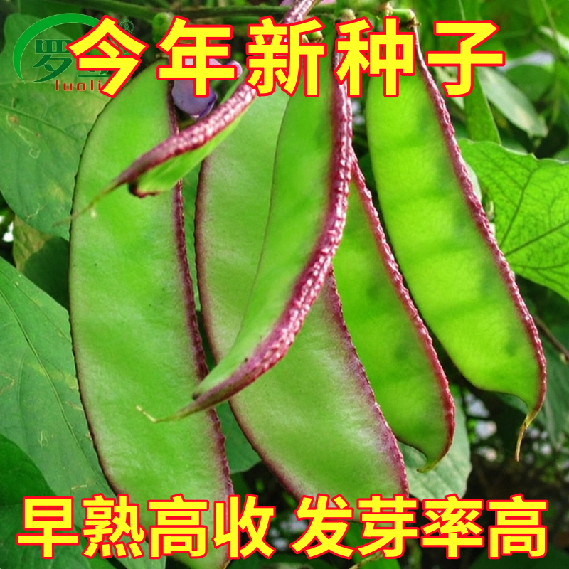 紫边大扁豆种子高产红蛾眉豆菜豆盆栽阳台庭院农家四季播蔬菜种籽