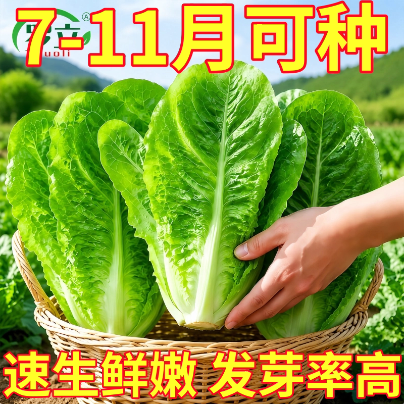 孔雀菜罗马包心生菜种子耐热四季速生甜脆包心沙拉生菜懒人蔬菜种