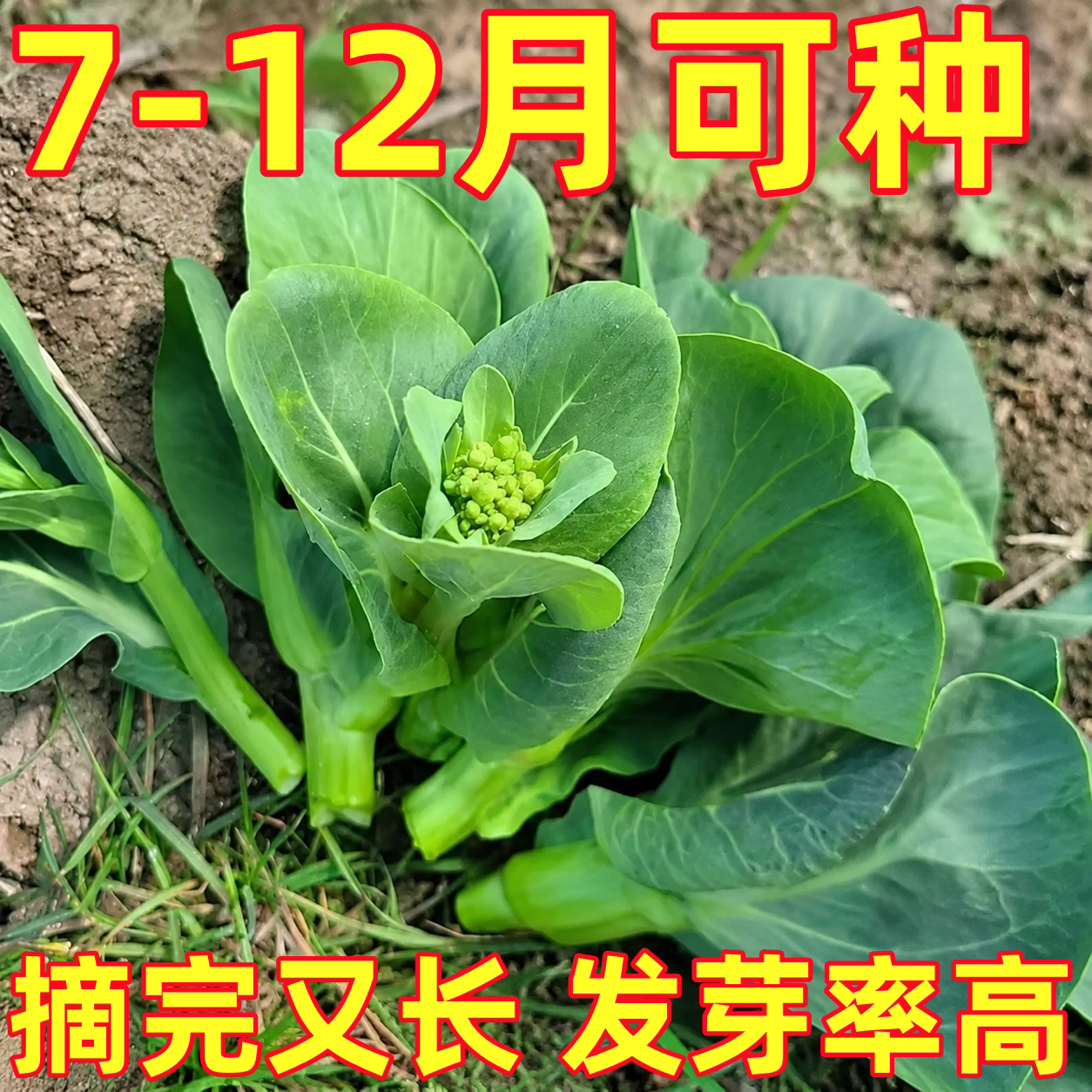 早熟青菜苔种子种籽大全菜种苔菜四季菜心菜苔蔬菜孑子速生莱籽种