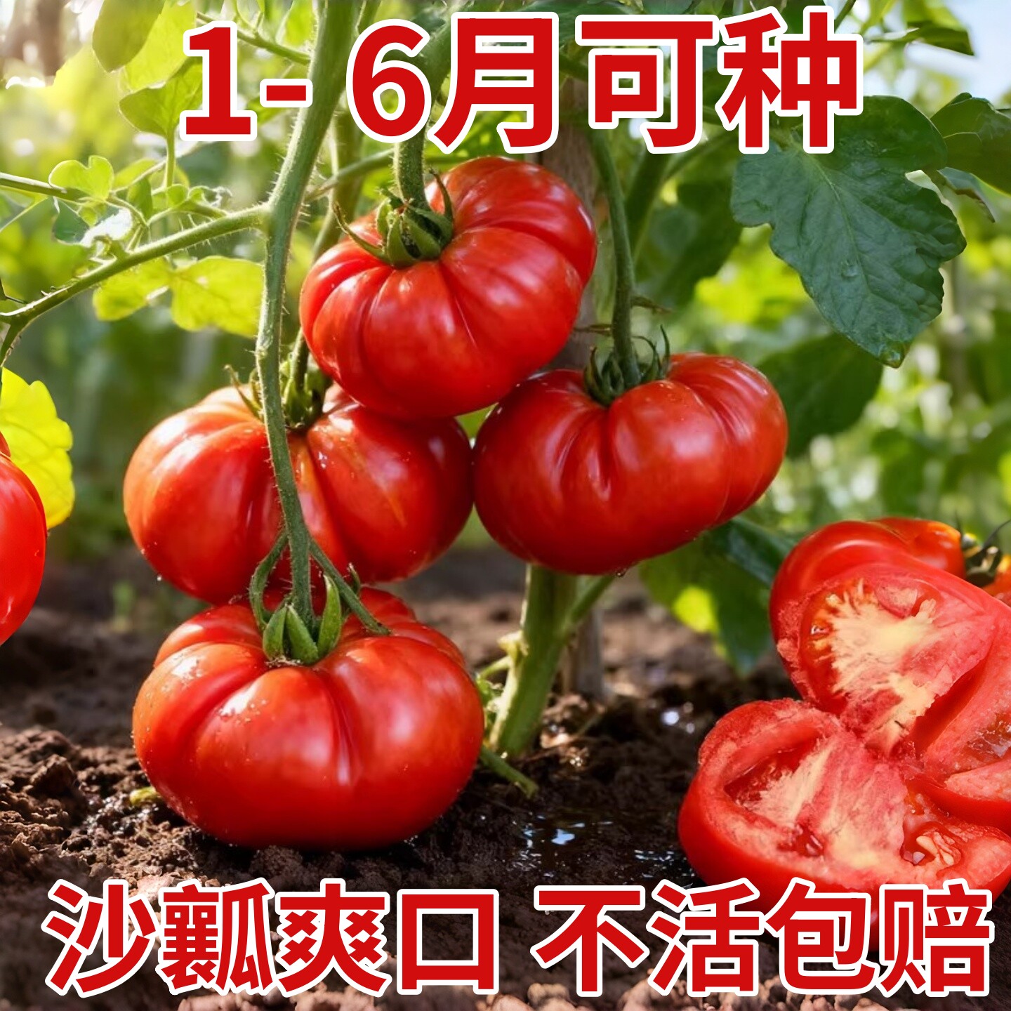老品种马蹄番茄苗秧丑柿子牛排西红柿种子春秋沙瓤阳台瓜果种子