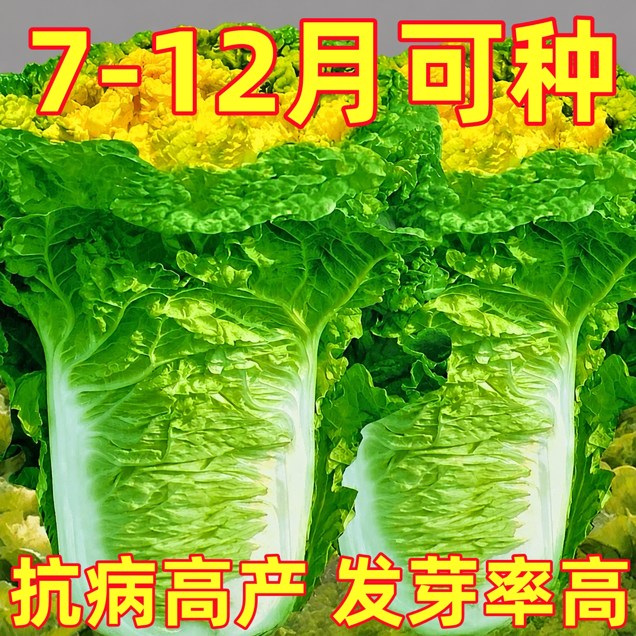 东北黄心老品种大白菜种子秋季籽种越冬耐储四季优质白莱种籽大全