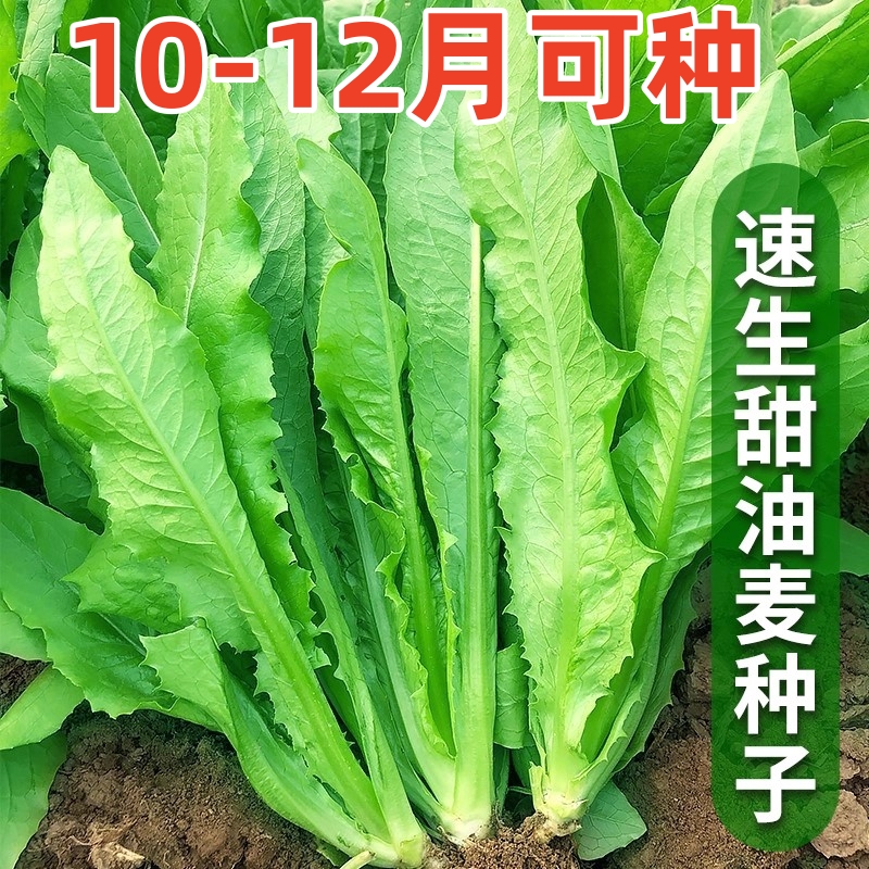 速生香甜油麦菜种子莜麦菜苦菜种籽春秋播种农家菜园庭院蔬菜种孑