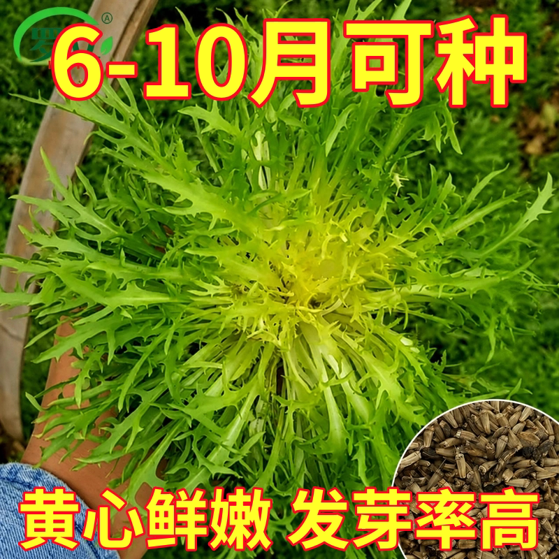 黄心苦菊种子四季阳台生菜沙拉苦苣菜种籽秋高产农家蔬菜种孑大全