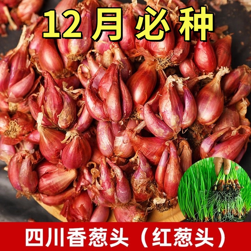 红葱头种四季小香葱种头正宗广东四川红葱头葱种子籽本地火葱