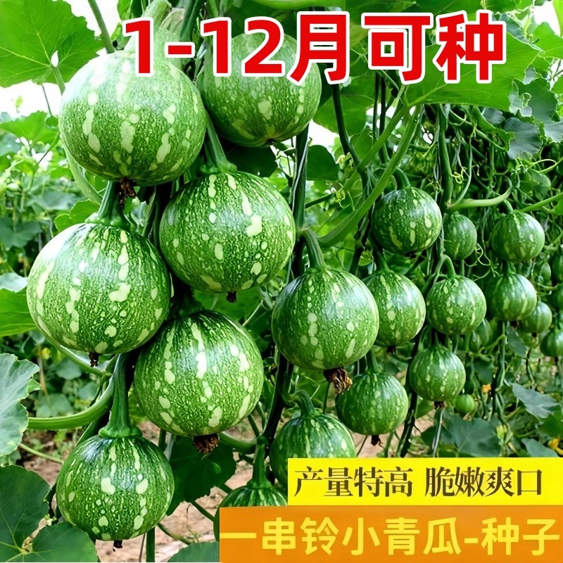 嫩早一串铃南瓜种种子阳台丰产早熟小南瓜籽四季庭院种植蔬菜种子,鲜花速递/花卉仿真/绿植园艺,家庭园艺种子,淘宝优惠券,粉丝福利购,淘宝优惠卷