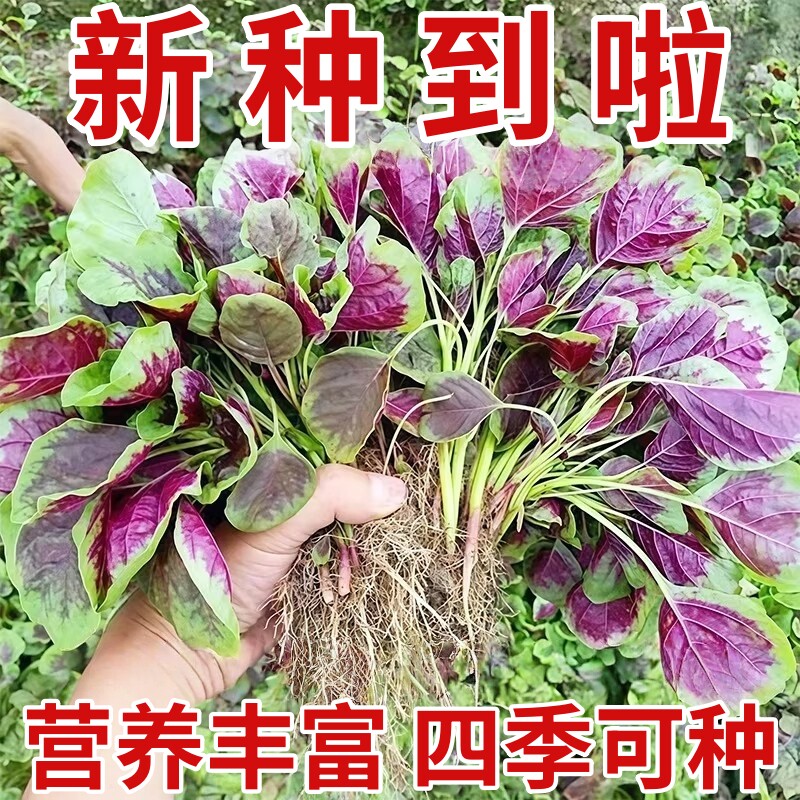 汉菜满身红圆叶苋菜种子种籽四季籽种蔬菜广东菜籽柳叶老品种大全