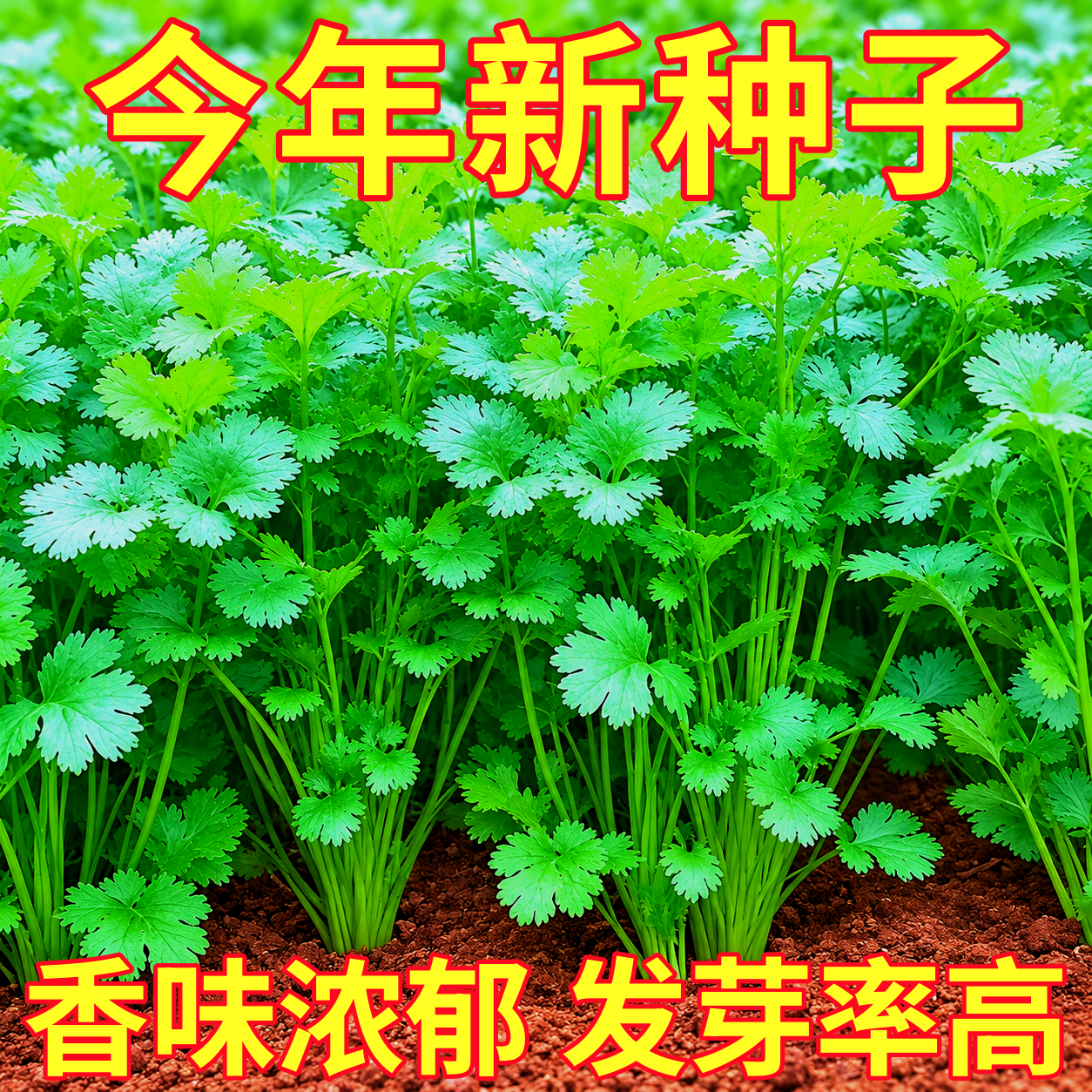 耐热四季大叶香菜种子农家芫荽种籽苗阳台盆栽小叶蔬菜种孑大全