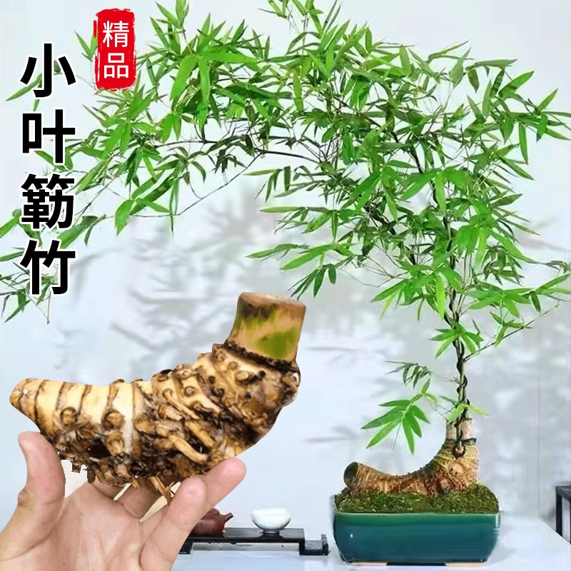 小叶簕竹根苗盆景青皮勒竹老桩室内茶室竹子四季常青生桩富贵盆栽