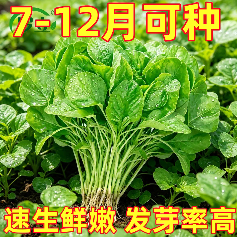 白苋菜种子盆栽小青菜野菜种籽苋菜四季蔬菜种阳台秋冬季种植春季