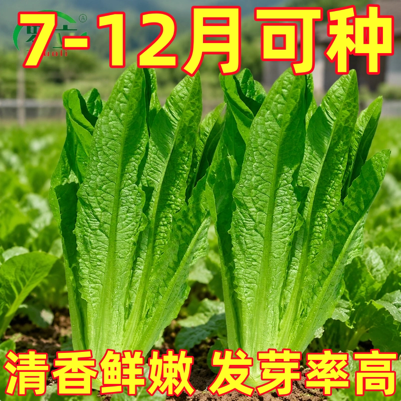 油麦菜种子大叶耐热四季农家阳台盆栽春季油麦菜大颗蔬菜种子大全