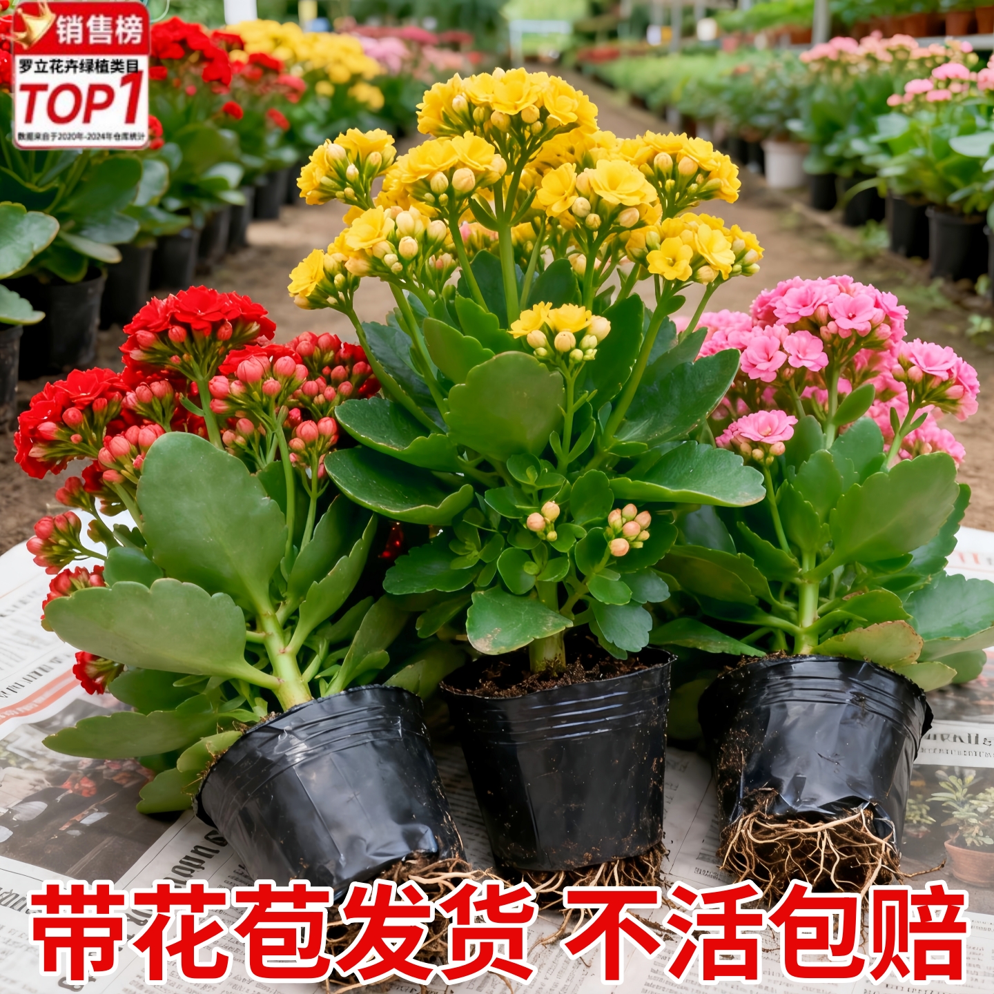 长寿花盆栽重瓣大花带花苞花苗四季室内开花好养的花卉植物金狐狸