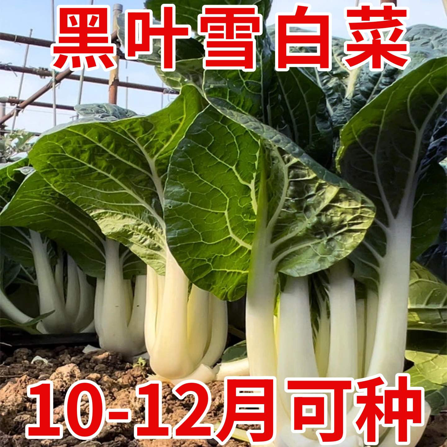 黑叶雪白菜种子奶油白菜种苗矮脚小白菜天池奶白菜阳台种植蔬菜籽