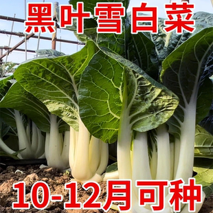 黑叶雪白菜种子奶油白菜种苗矮脚小白菜天池奶白菜阳台种植蔬菜籽