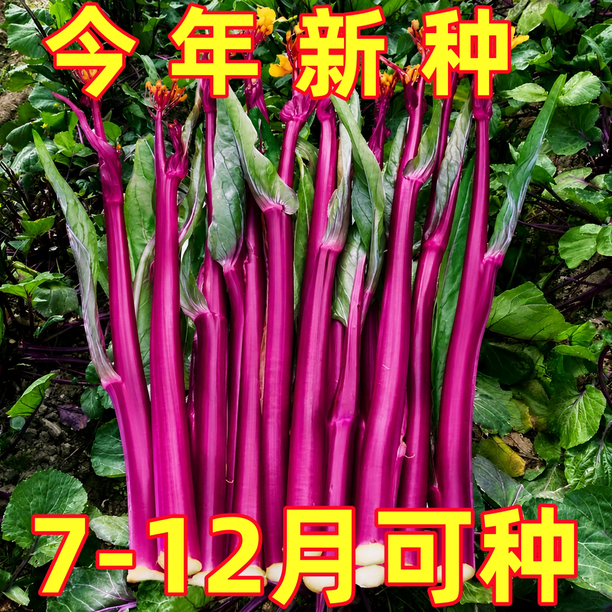 红菜苔种子四季播种广东甜菜心白菜苔菜种籽四九菜心蔬菜种孑大全