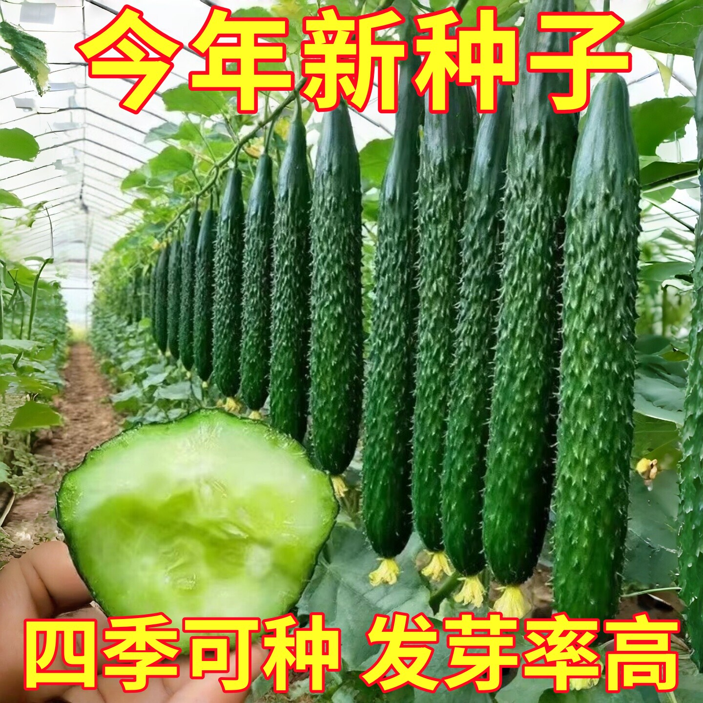 津研四号黄瓜种籽旱黄瓜种子高产满地爬黄瓜种四季水果秧苗蔬菜种