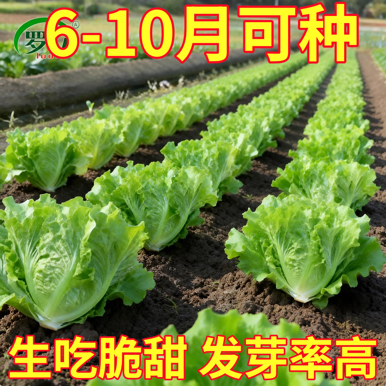 意大利生菜种籽玻璃生菜种子四季奶油水培脆甜阳台盆栽蔬菜种子春