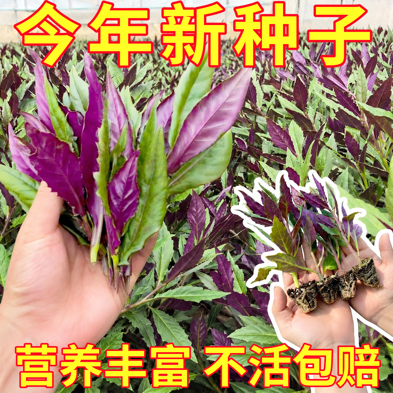 天然紫背菜种子天葵血皮菜红凤菜四川特色营养观音菜四季蔬菜种籽