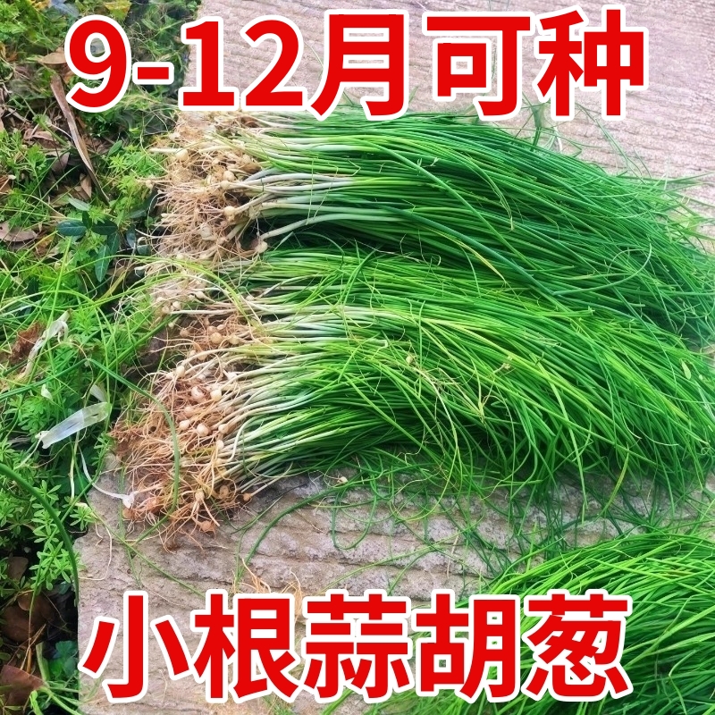 野葱新鲜野菜深山现挖小根蒜胡葱野生葱百香葱野菜苦藠头种子四季