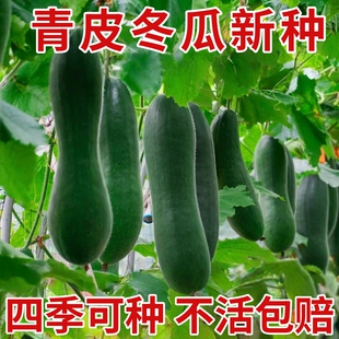 冬瓜种子黑皮冬瓜种籽老品种巨型高产菜籽种四季瓜果蔬菜种子大全
