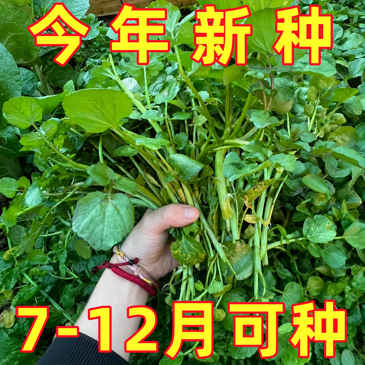西洋菜种籽豆瓣菜种子阳台庭院盆栽蔬菜秧苗四季种植菜园大田易活