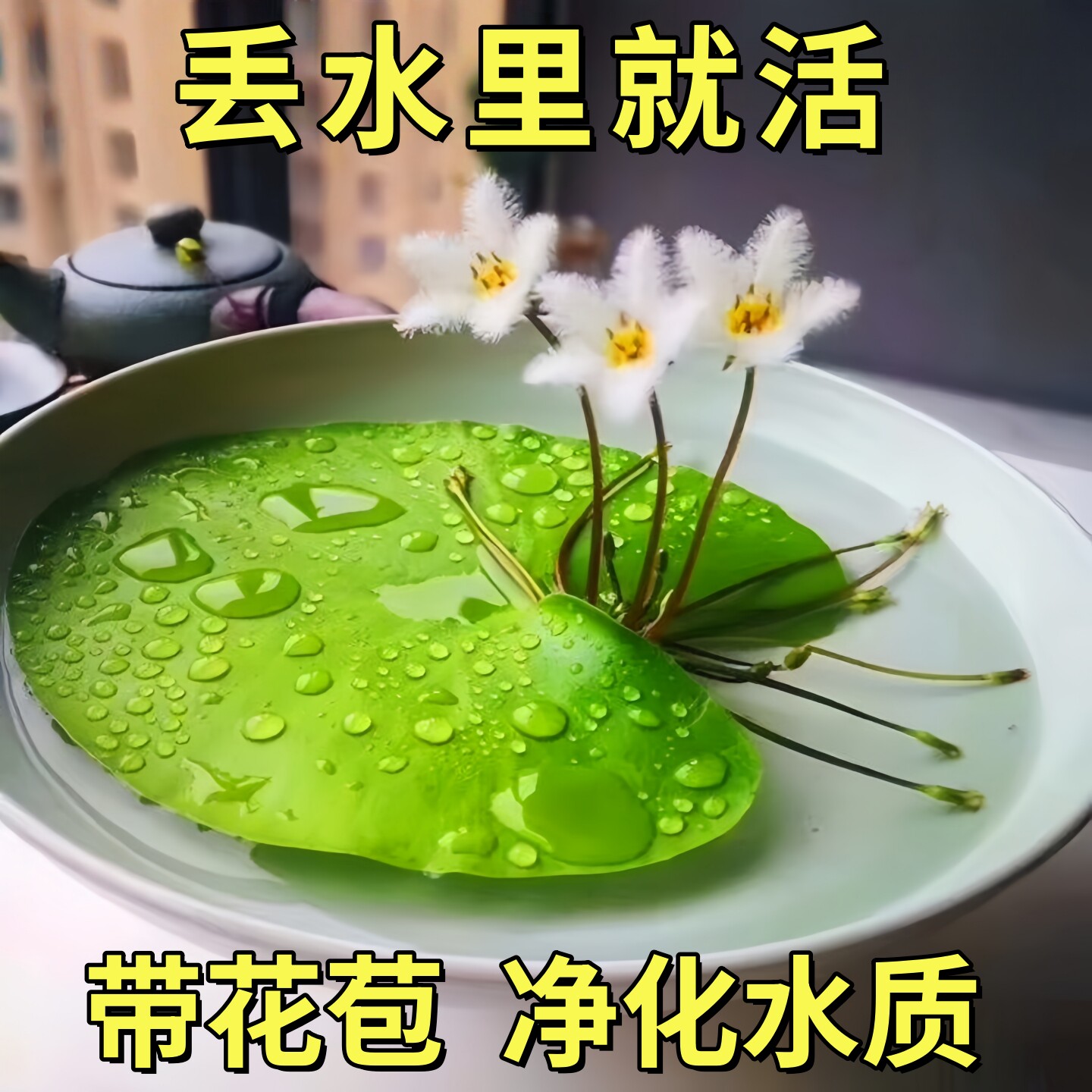 一叶莲开花水培植物鱼缸装饰造景睡莲浮萍水草净化水质淡水古法缸,鲜花速递/花卉仿真/绿植园艺,水生植物,淘宝优惠券,粉丝福利购,淘宝优惠卷