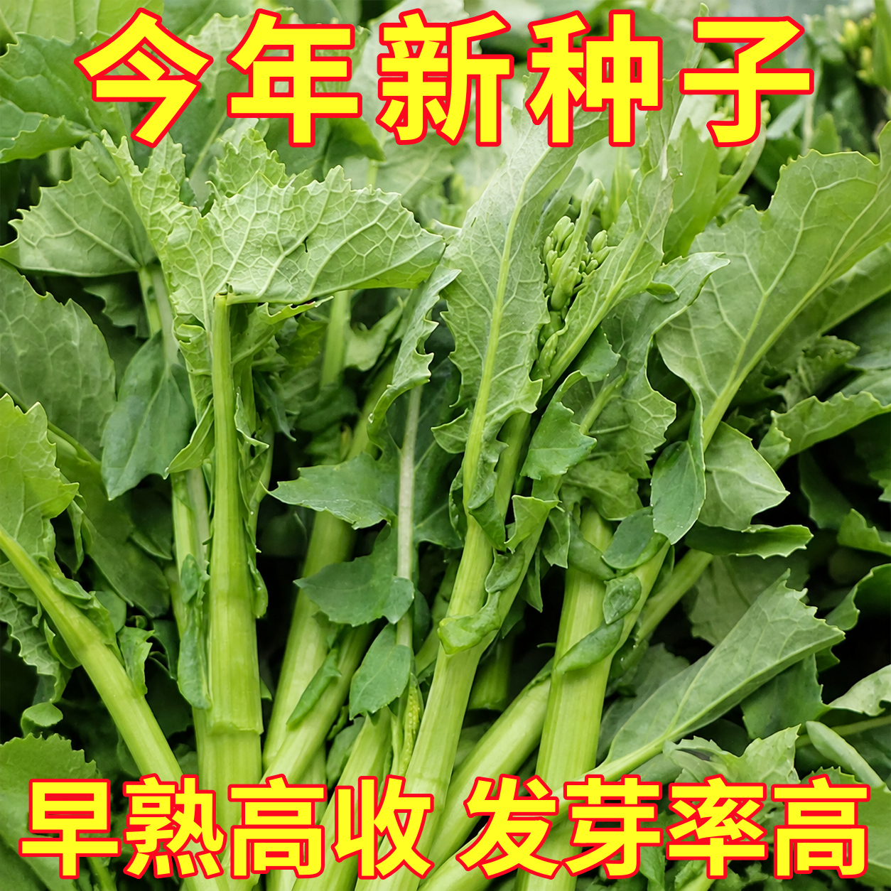 板蓝根青菜种子菜苔菜籽松油1号四季播种早熟农家阳台盆栽蔬菜种