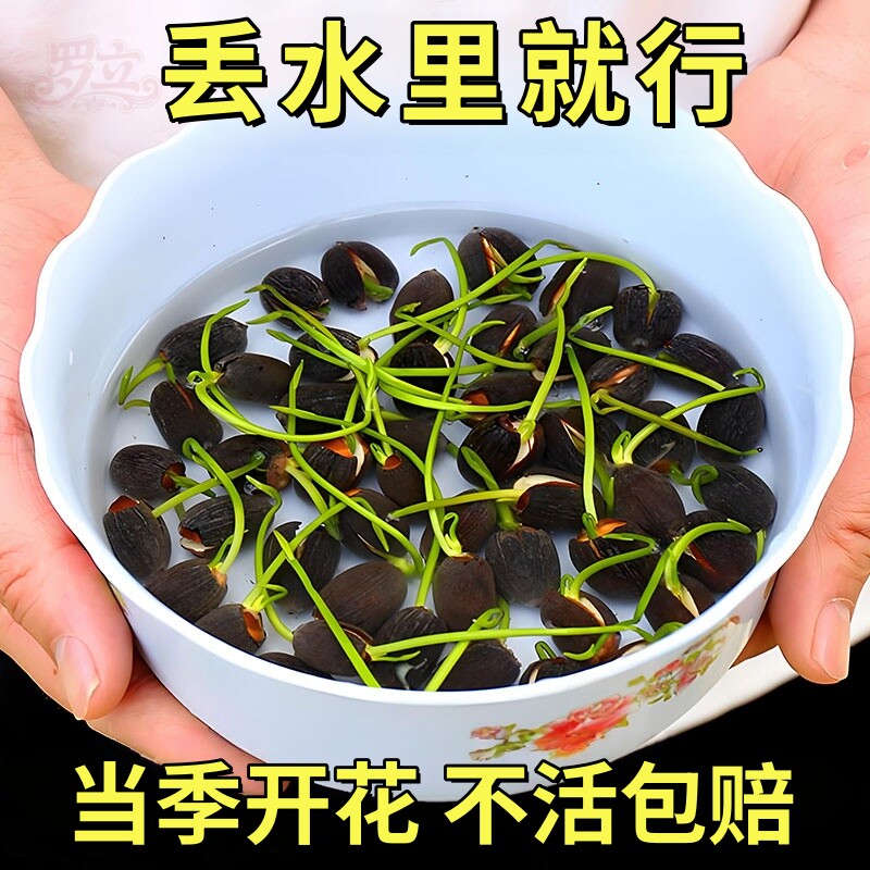 水培植物碗莲花卉室内花好养夏季播种种子籽水养荷花盆栽鱼缸睡莲