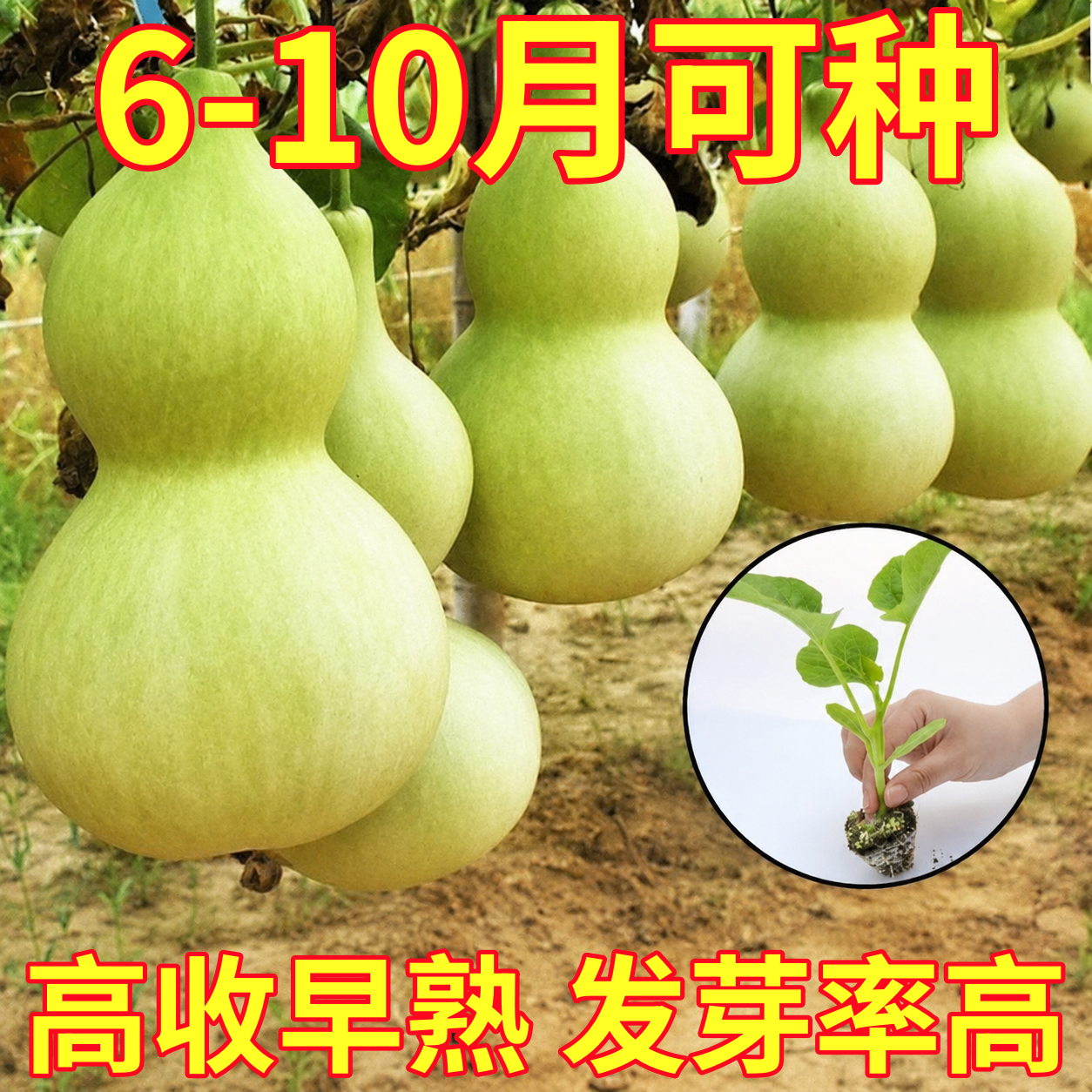 高产大酒葫芦苗秧带土球手捻小葫芦文玩迷你小亚腰庭院盆栽种子籽