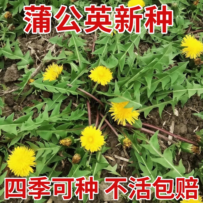蒲公英种子野生婆婆丁种籽四季盆栽蔬菜阳台小院耐寒东北野菜种籽