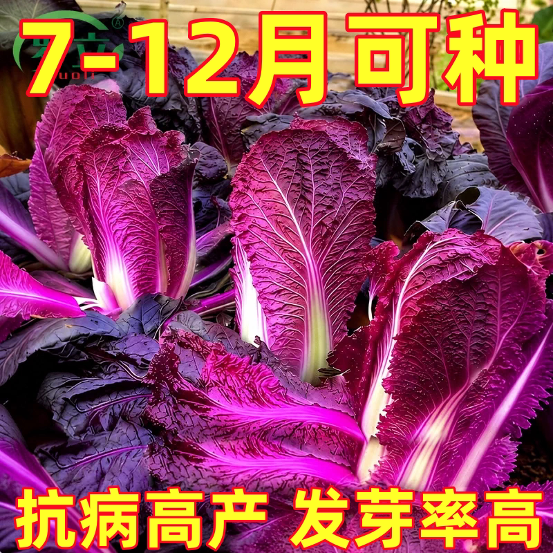紫色白菜种庭院农家耐寒蔬菜种子青菜生菜种子南北方种植可生食菜