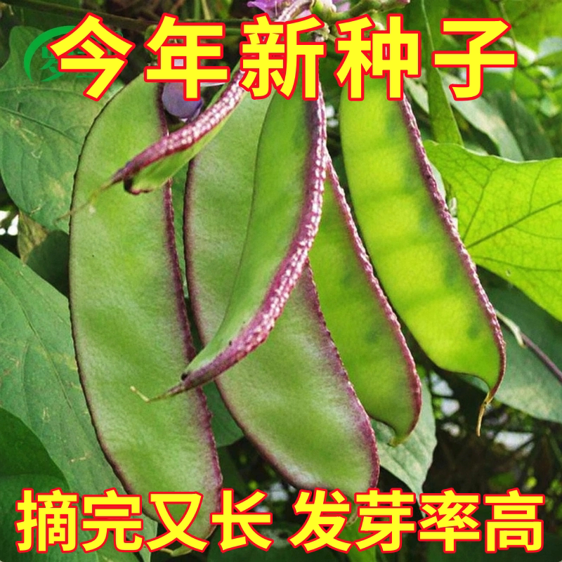 扁豆种子种籽四季豆角梅豆角红眉豆蔬菜梅豆孑架豆菜豆峨眉豆种秋