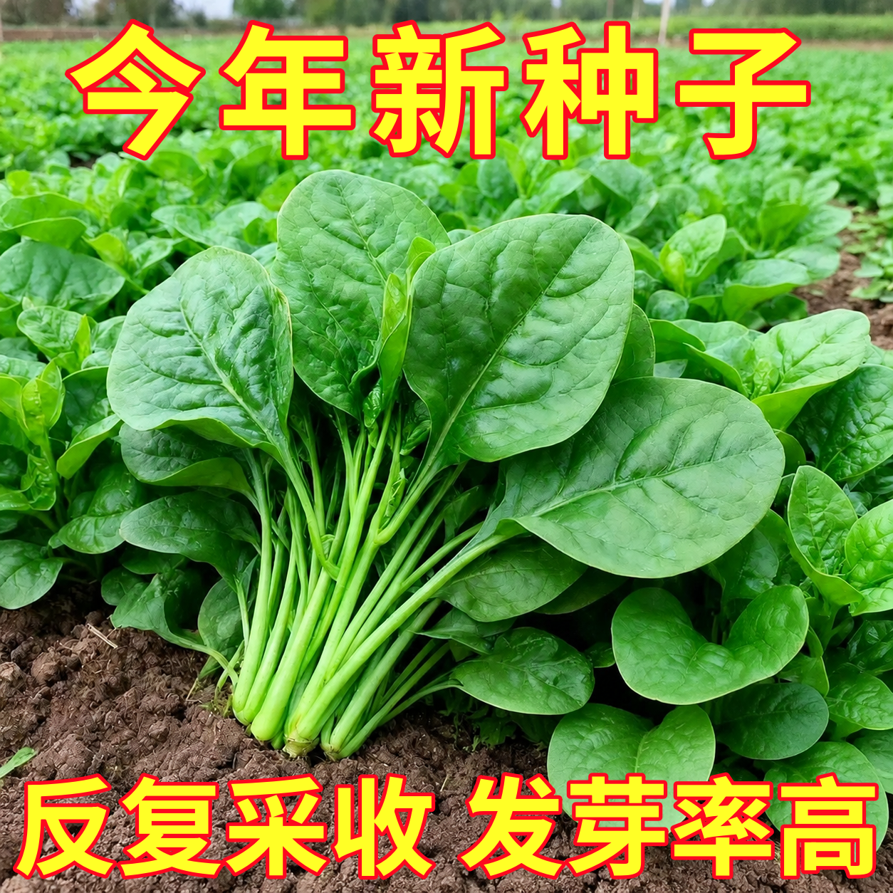 大叶木耳菜种子小青菜阳台盆栽菜种蔬菜种籽四季种植秧孑夏季菜苗