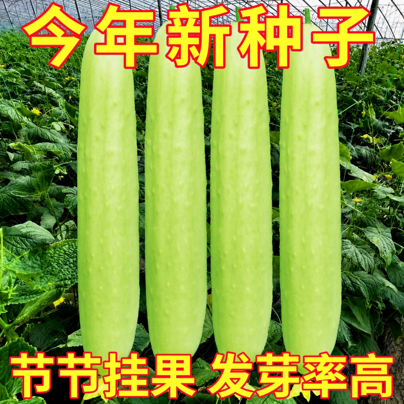 翠玉白皮黄瓜种子长白水果黄瓜籽脆嫩水果蔬菜中早熟四季阳台高产