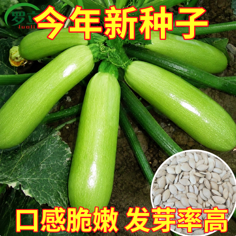 西葫芦种子苗抗病早熟青南瓜种籽茭瓜角盆栽春秋四季阳台蔬菜种孑