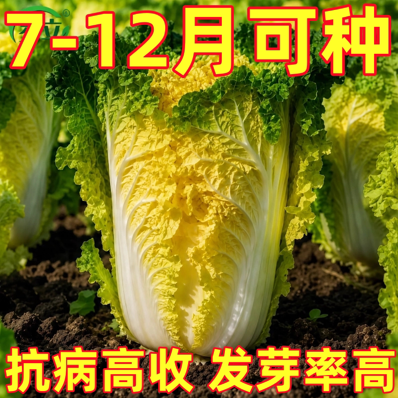 黄心大白菜鸡蛋黄大白菜种子高桩白菜种籽耐热耐寒家庭阳台种植