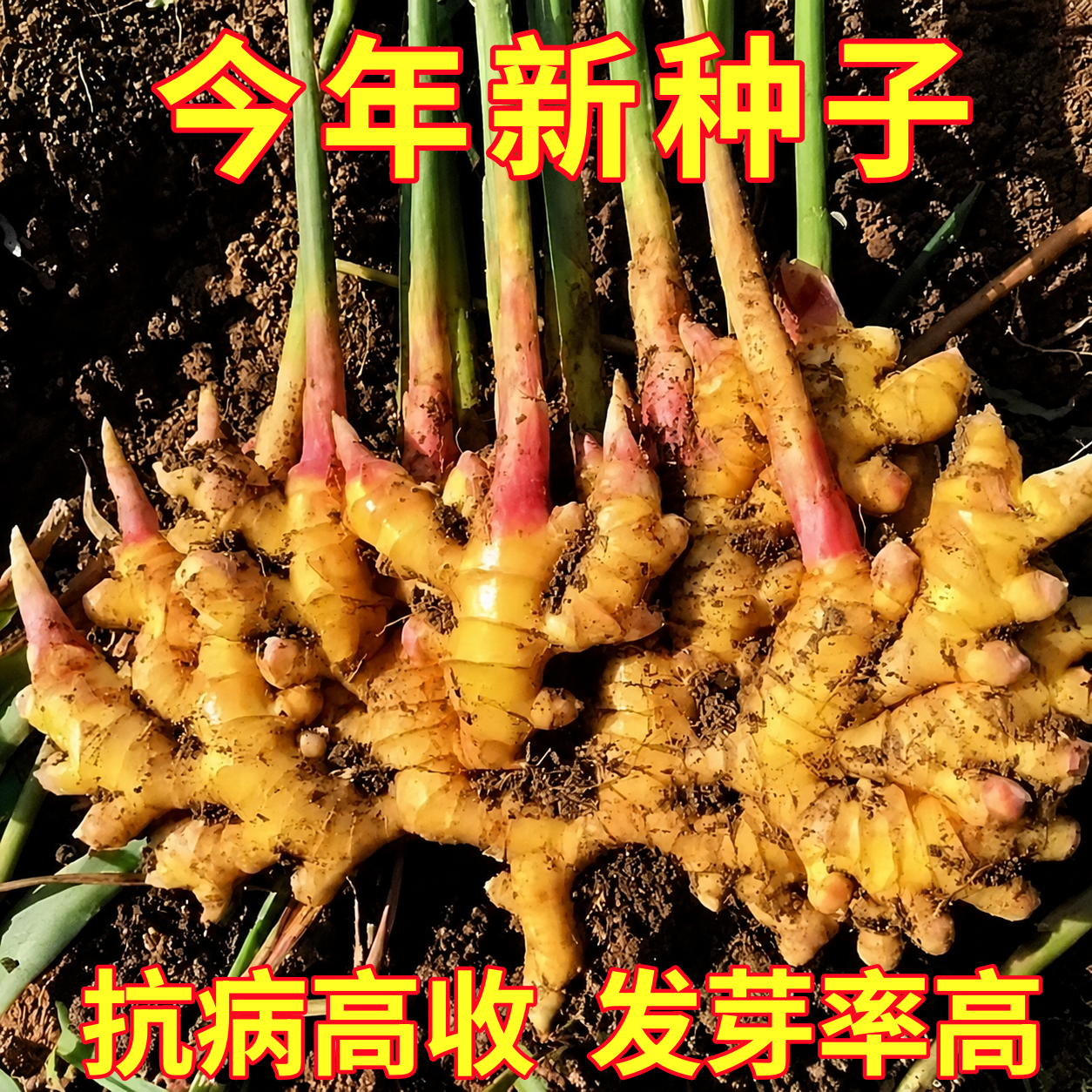 云南小黄姜种籽姜苗种老姜种芽生姜种子农家带芽孢种苗黄姜芽球孑