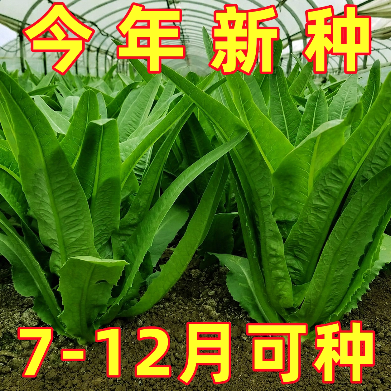 油麦菜种子四季香油麦菜生菜红油麦种籽阳台盆栽种菜四季蔬菜种子