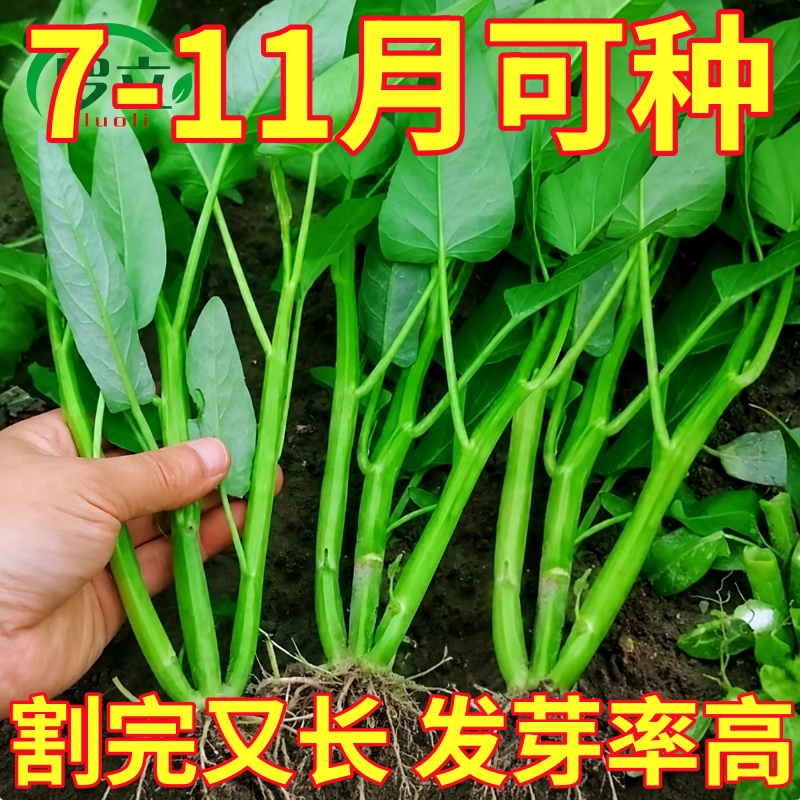 大叶三叉高产空心菜种籽子大田农家庭院四季青菜种子蔬菜种孑籽种