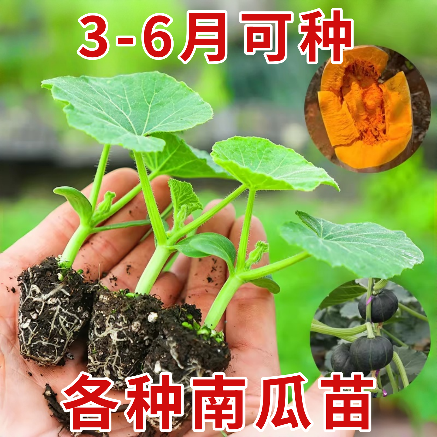 贝贝南瓜苗秧苗带土蜜本南瓜苗砧木苗辣椒番茄西红柿茄子苗蔬菜苗