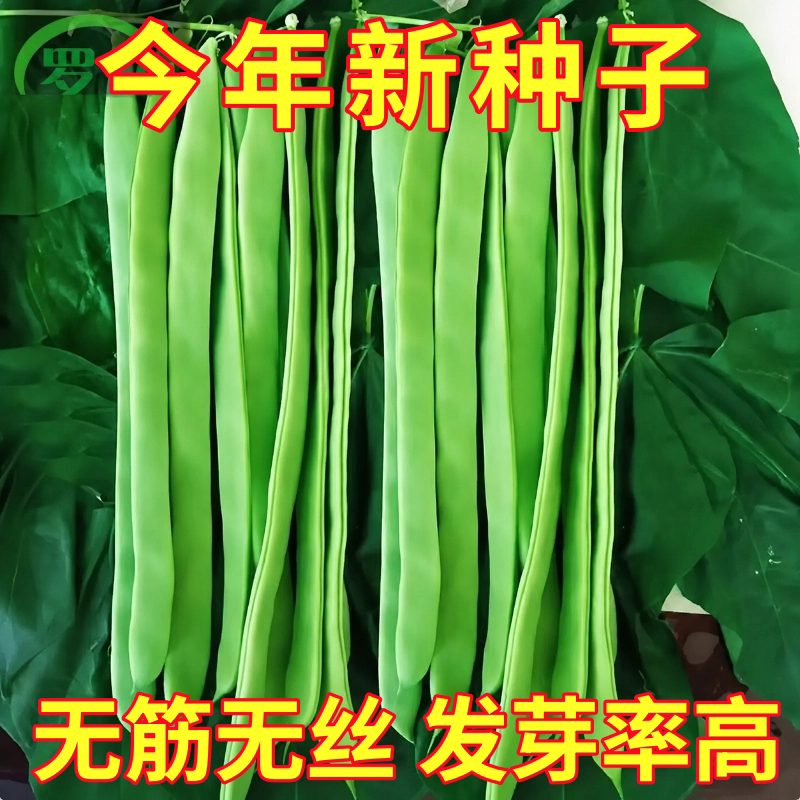 扁豆角种子芸豆夏秋四季油豆角架扁豆孑油豆高产豆角种籽春季子