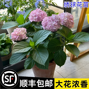 绣球花苗无尽夏四季 花卉植物室内花 开花绣球花盆栽庭院好养