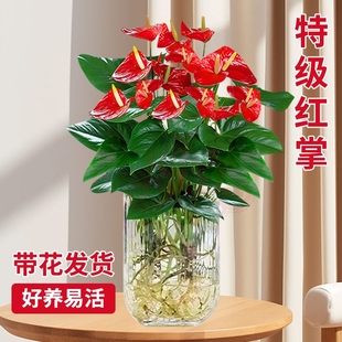 红掌盆栽鸿运当头水培植物绿萝花卉室内白掌绿植发财树净化空气