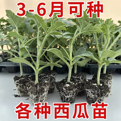 无籽西瓜苗种籽8242麒麟西瓜苗秧嫁接懒汉美都西瓜苗四季阳台盆栽