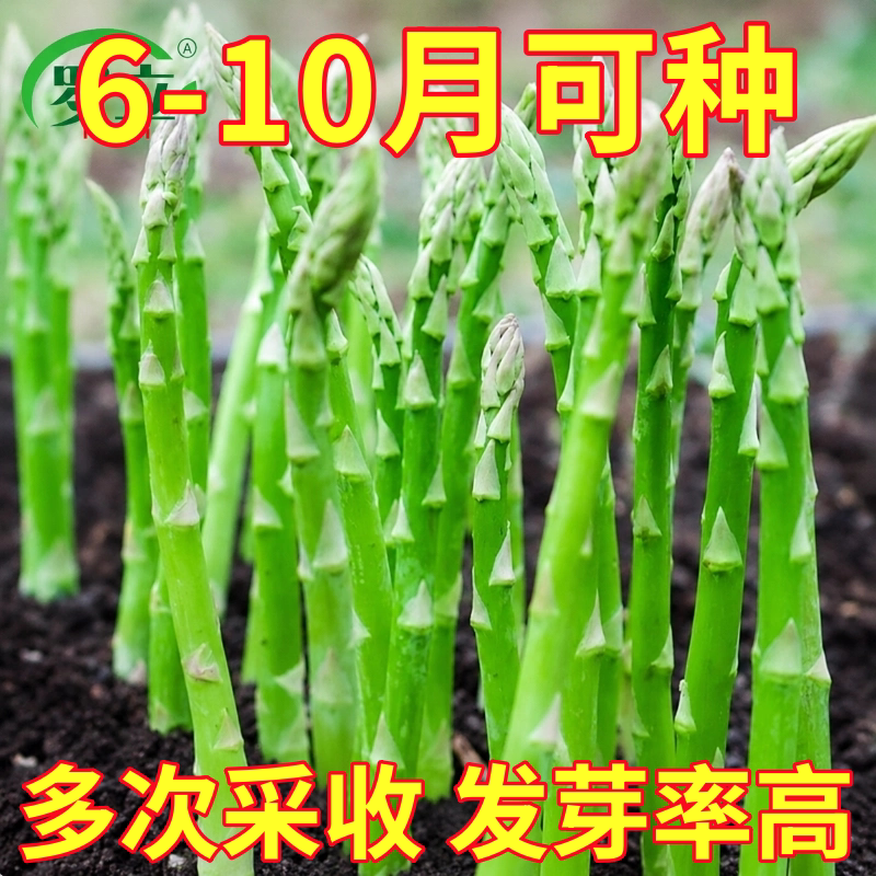 芦笋种籽根苗四季种植高产新鲜种苗蔬菜种子春秋庭院阳台盆栽种子