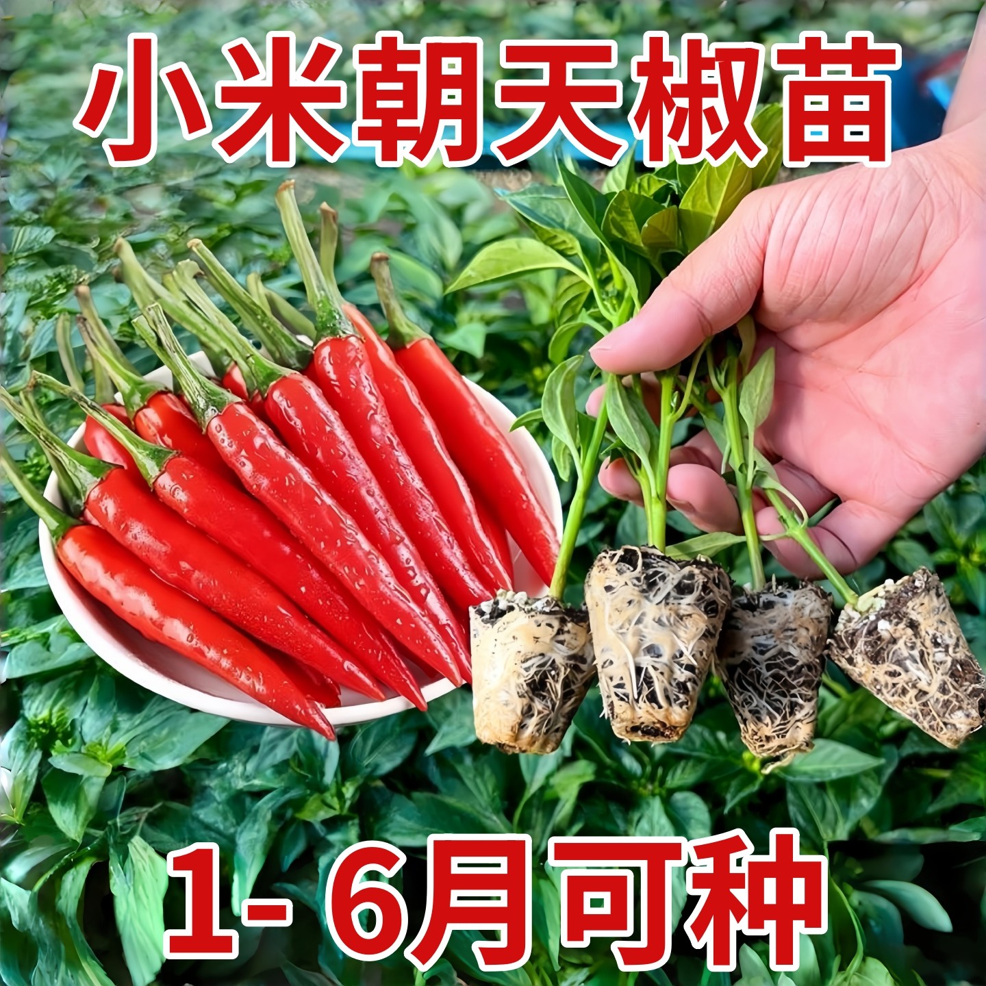 超辣巨辣朝天椒苗秧种子四季春秋盆栽高产簇生红白小米辣种子,鲜花速递/花卉仿真/绿植园艺,种苗/半成品盆栽,淘宝优惠券,粉丝福利购,淘宝优惠卷